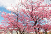 温泉街のかんざんじ桜