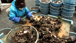 牡蠣の殻剥き作業
